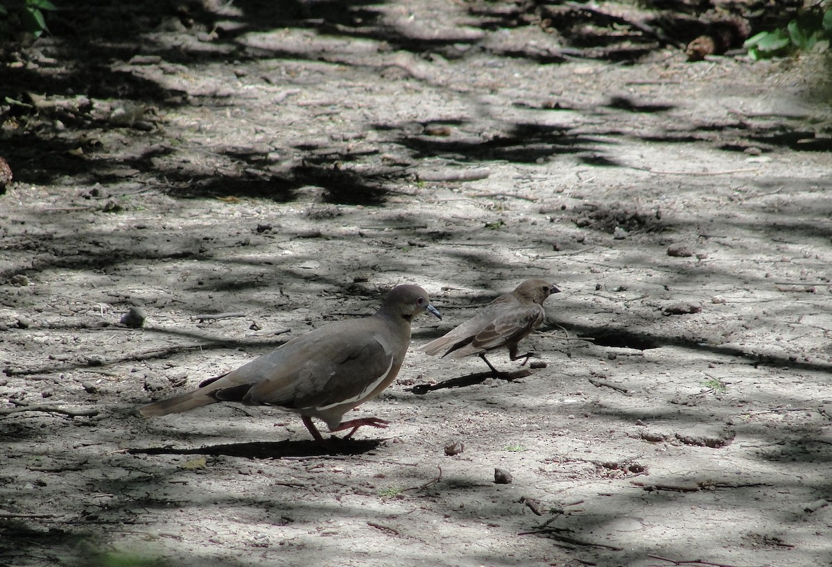 Brown-headed Cowbird - ML152881661