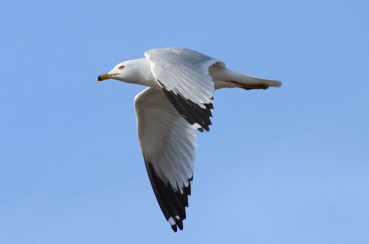 Ring-billed Gull - ML152881821