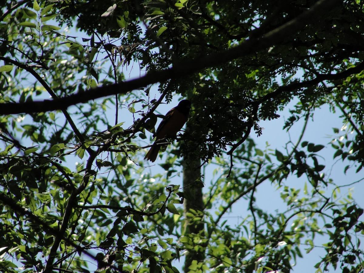 Baltimore Oriole - ML152882651