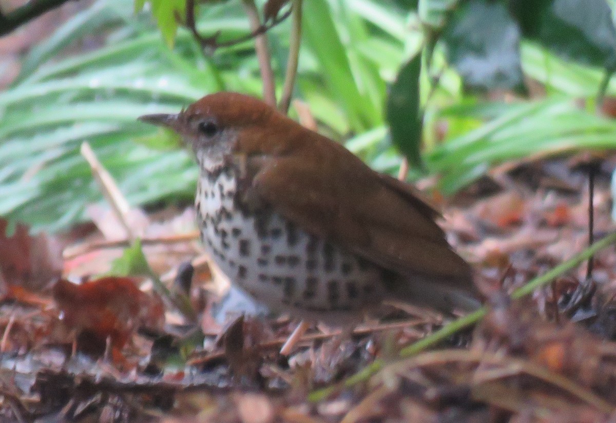 Wood Thrush - ML152882691