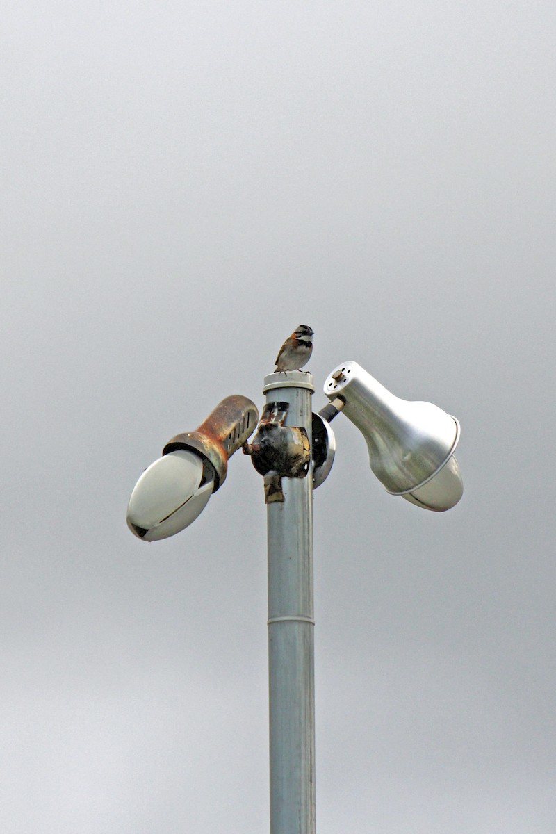 Rufous-collared Sparrow - ML152883051