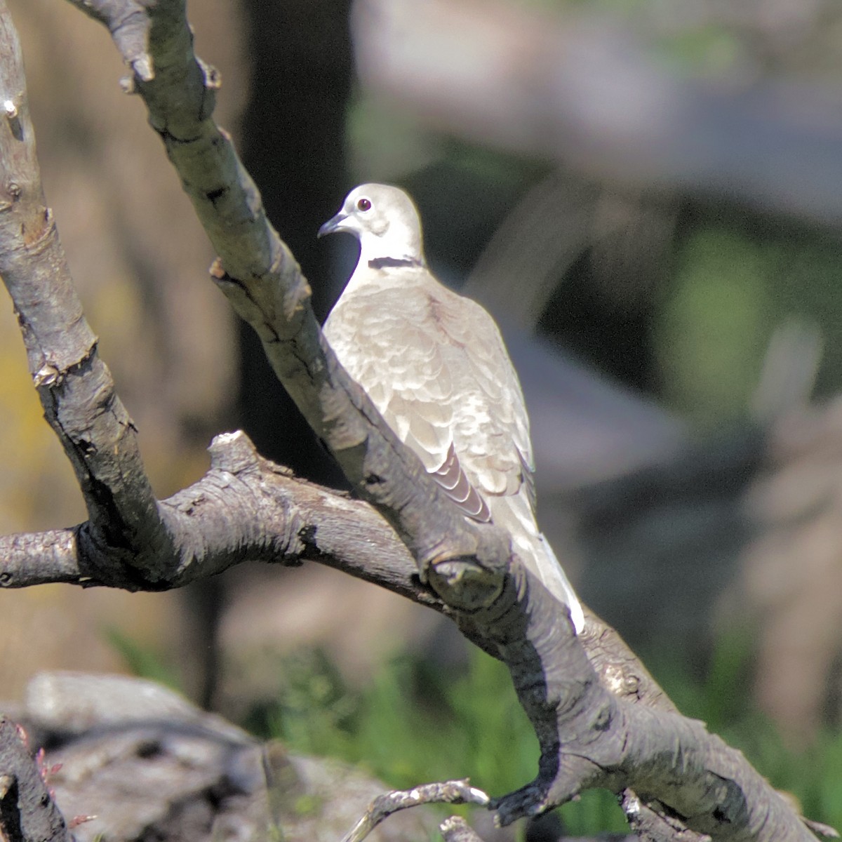 Eurasian Collared-Dove - ML152883561