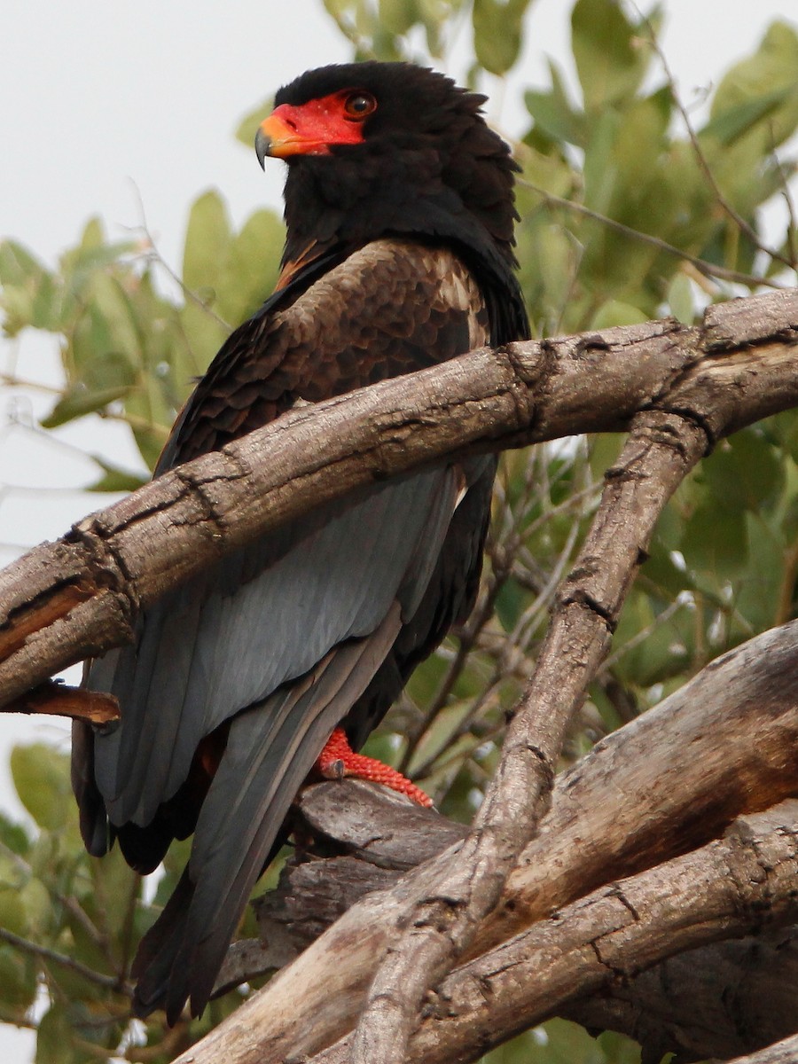 Bateleur - ML152883851