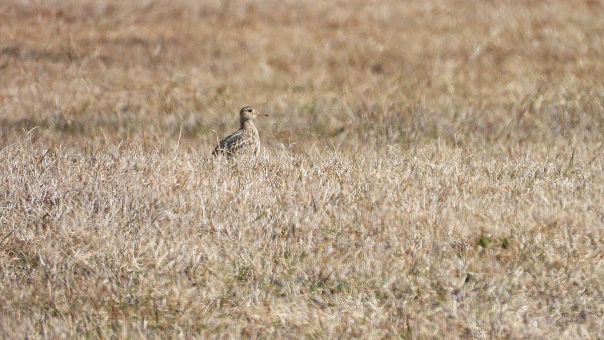 Upland Sandpiper - M. Laramée