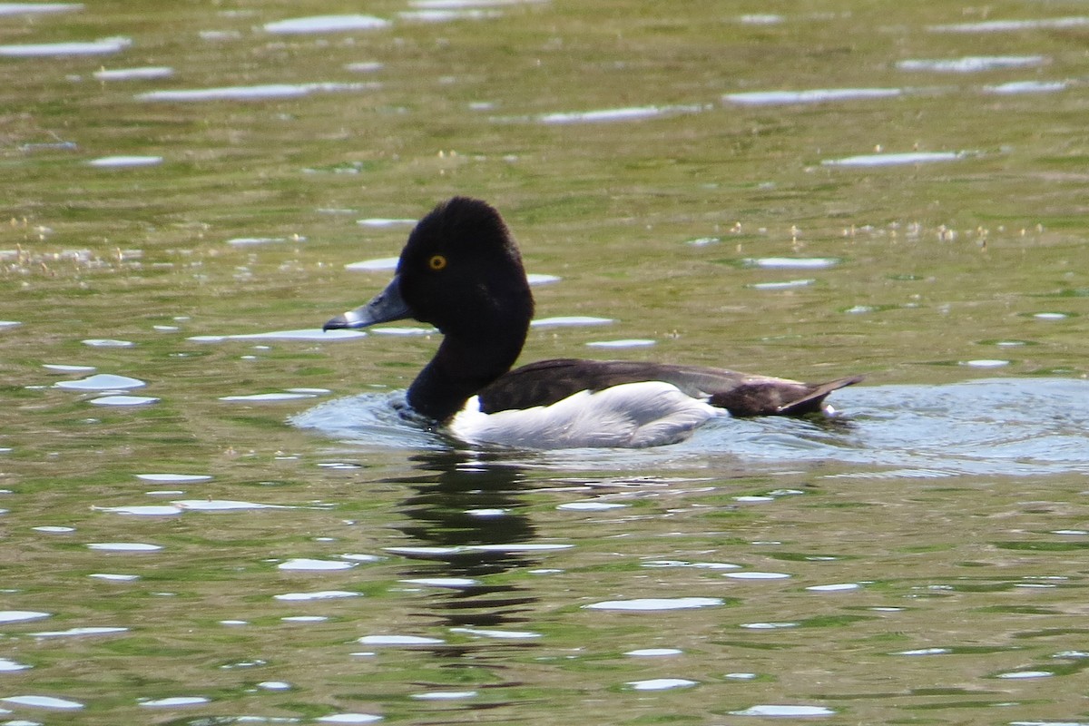 Ring-necked Duck - ML152884371