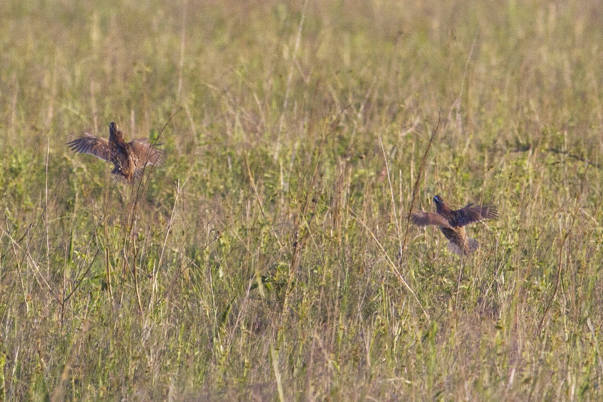 Northern Bobwhite - ML152884741