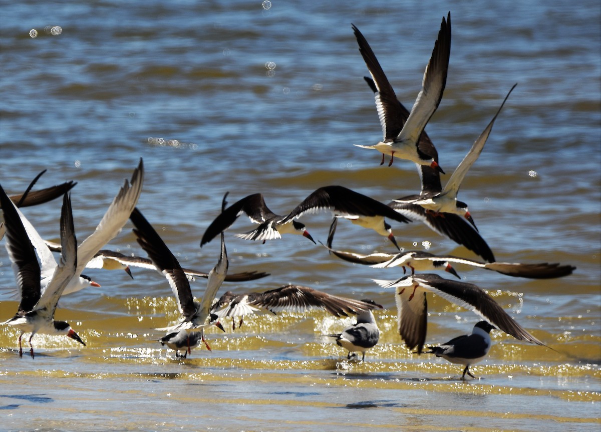 Black Skimmer - ML152885051