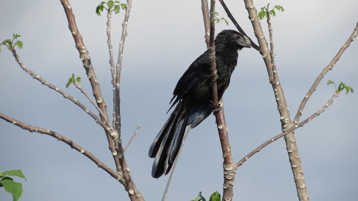 Groove-billed Ani - ML152886711