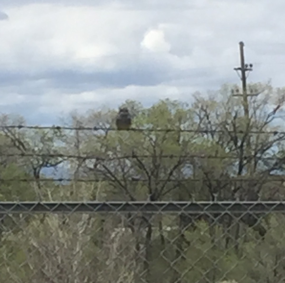 Cassin's Kingbird - ML152886921