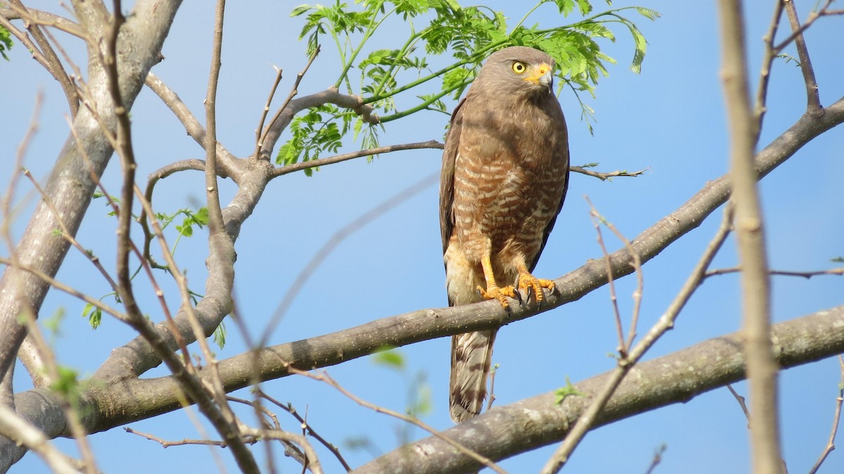 Roadside Hawk - ML152887171