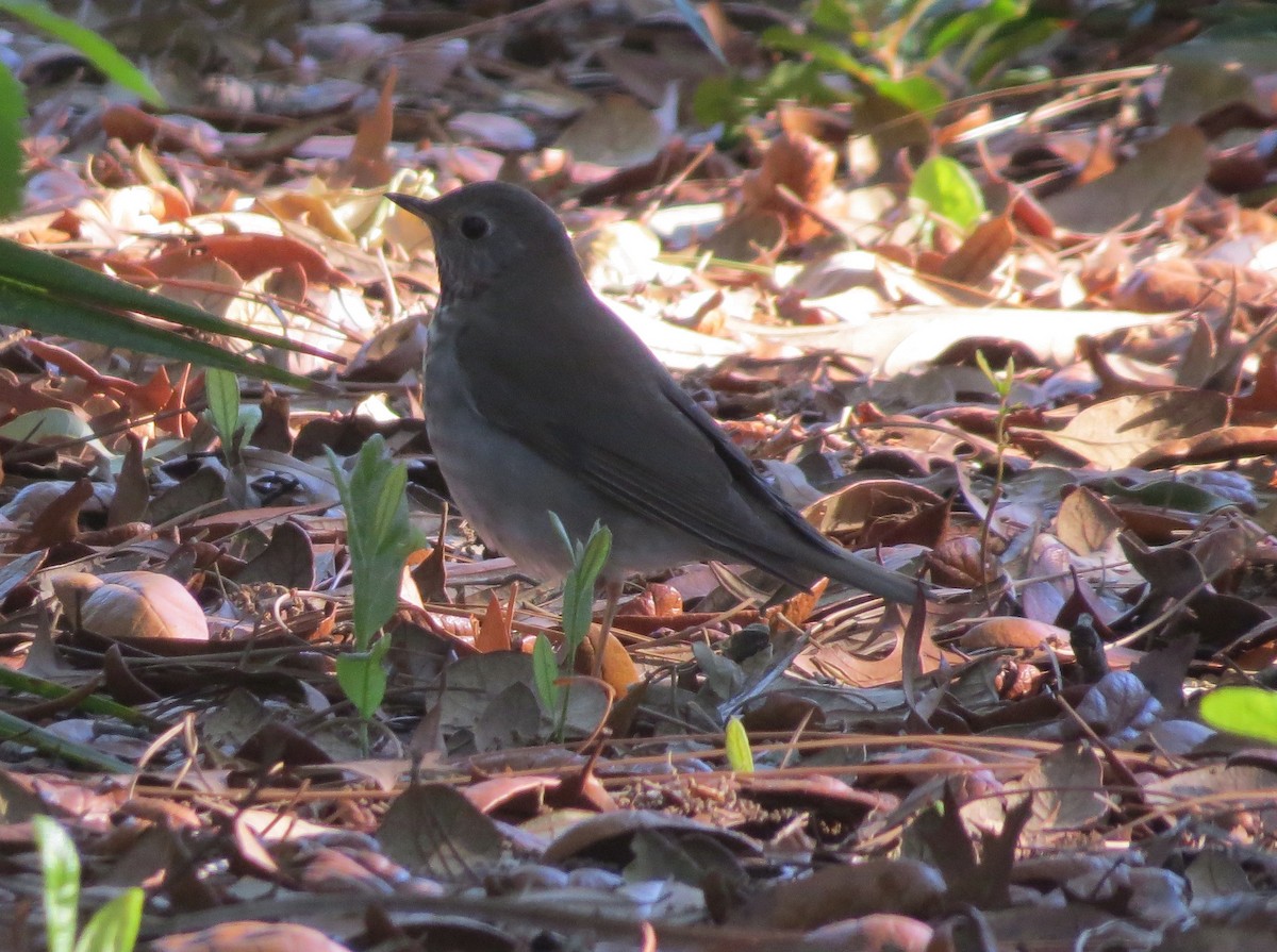 Gray-cheeked Thrush - ML152887461