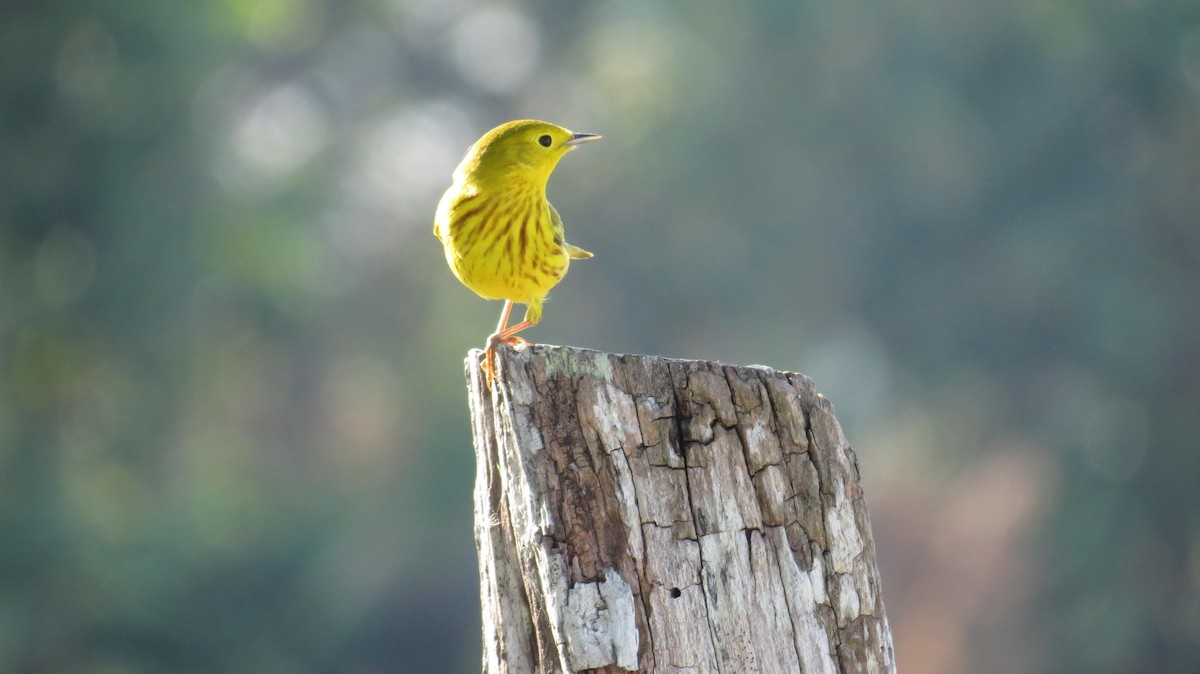 Yellow Warbler - ML152888401