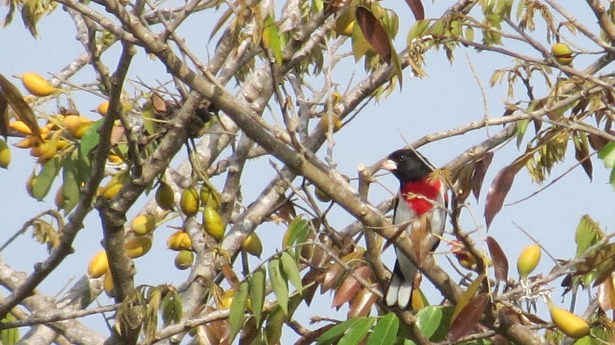 Rose-breasted Grosbeak - ML152888631