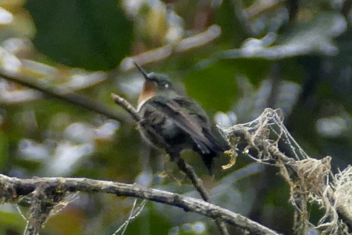 Amethyst-throated Sunangel - Peter Kaestner