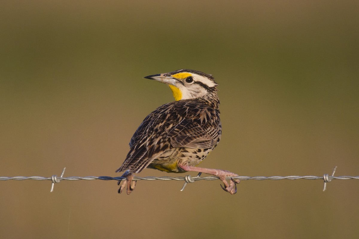 Eastern Meadowlark - ML152888881