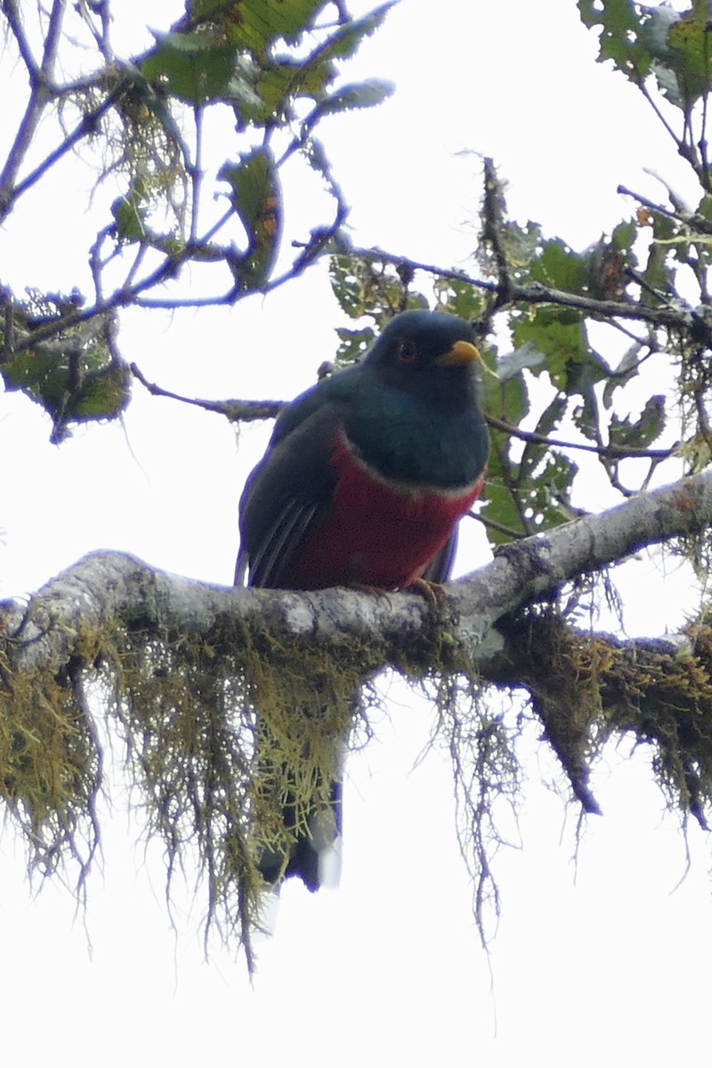 Trogon masqué - ML152889281