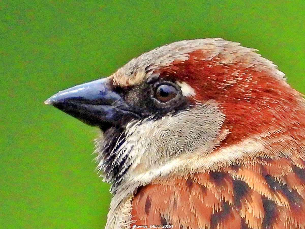 House Sparrow - Santos Torres