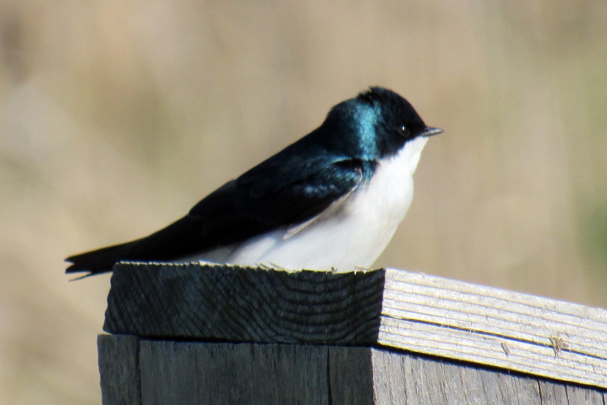 Tree Swallow - ML152889641