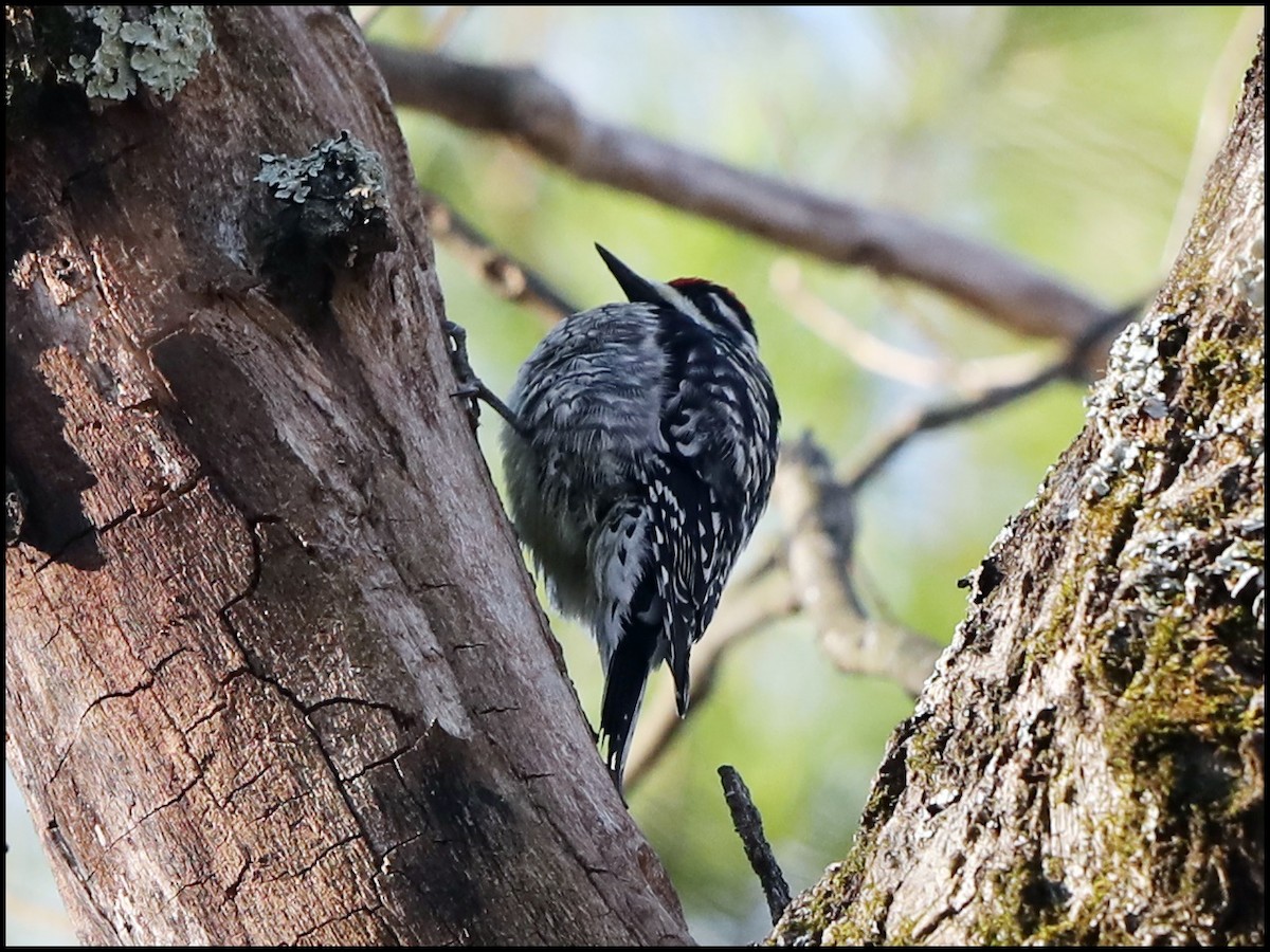 Yellow-bellied Sapsucker - ML152889651