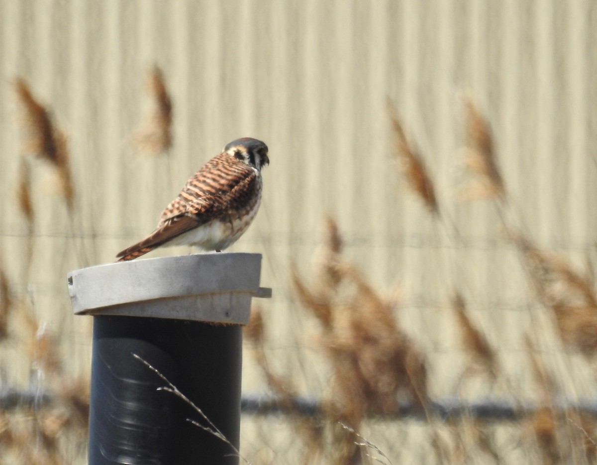 American Kestrel - ML152889831