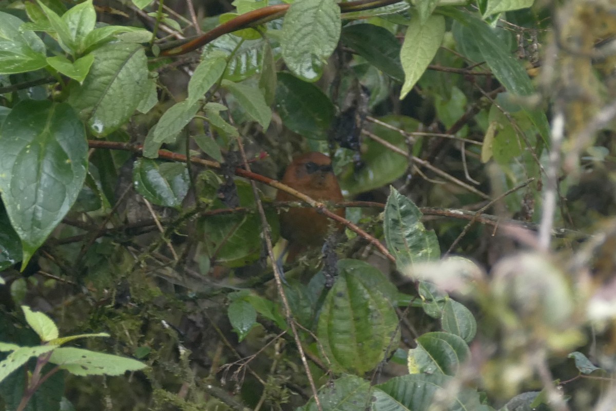 Rufous Spinetail - Peter Kaestner