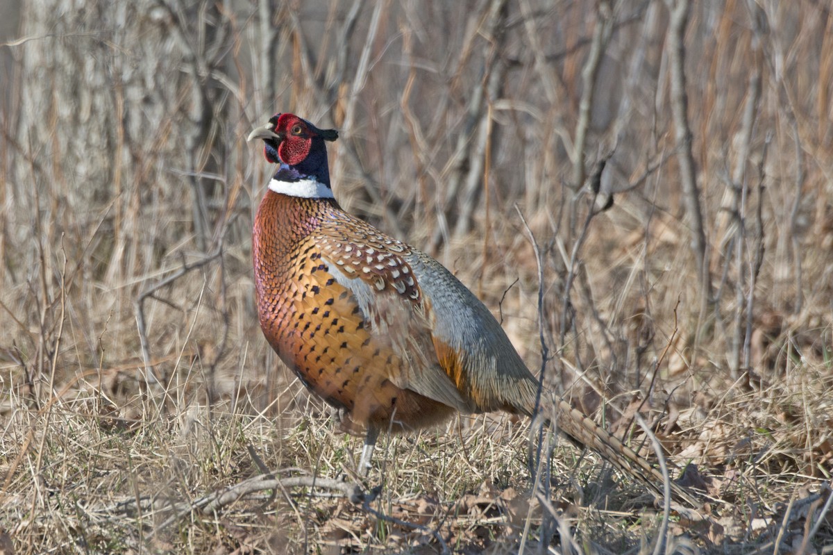 Ring-necked Pheasant - ML152890151