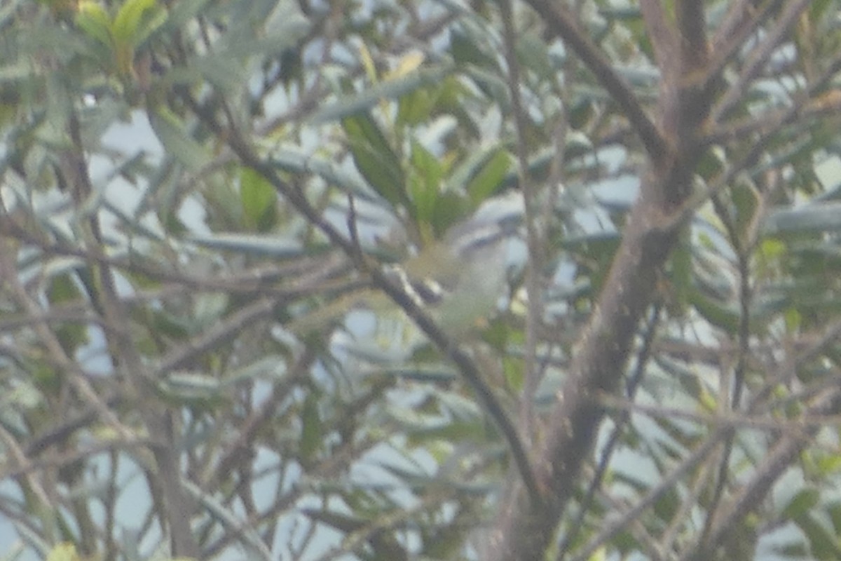 White-banded Tyrannulet - ML152890251