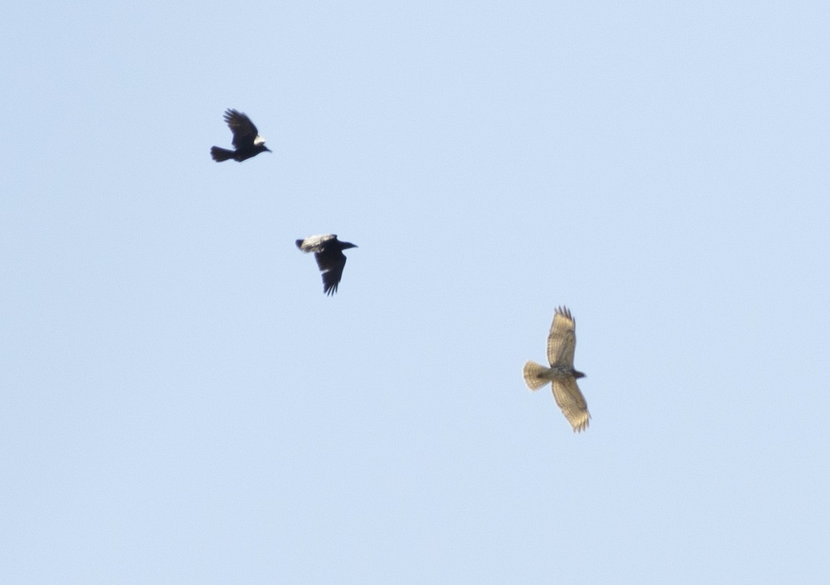 Red-shouldered Hawk - ML152890511