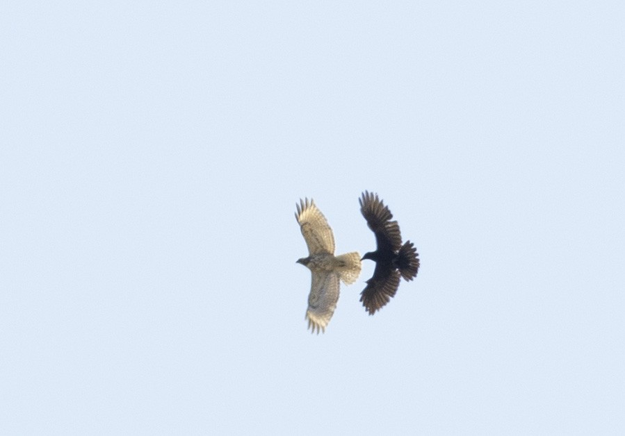 Red-shouldered Hawk - ML152890551