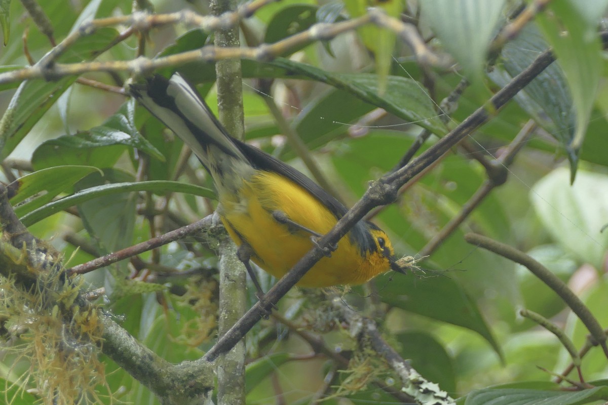 Spectacled Redstart - ML152891291