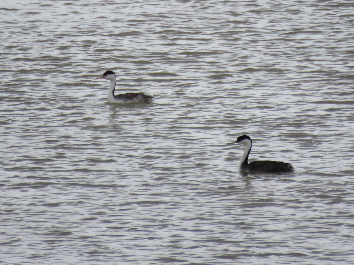 Western Grebe - ML152891601