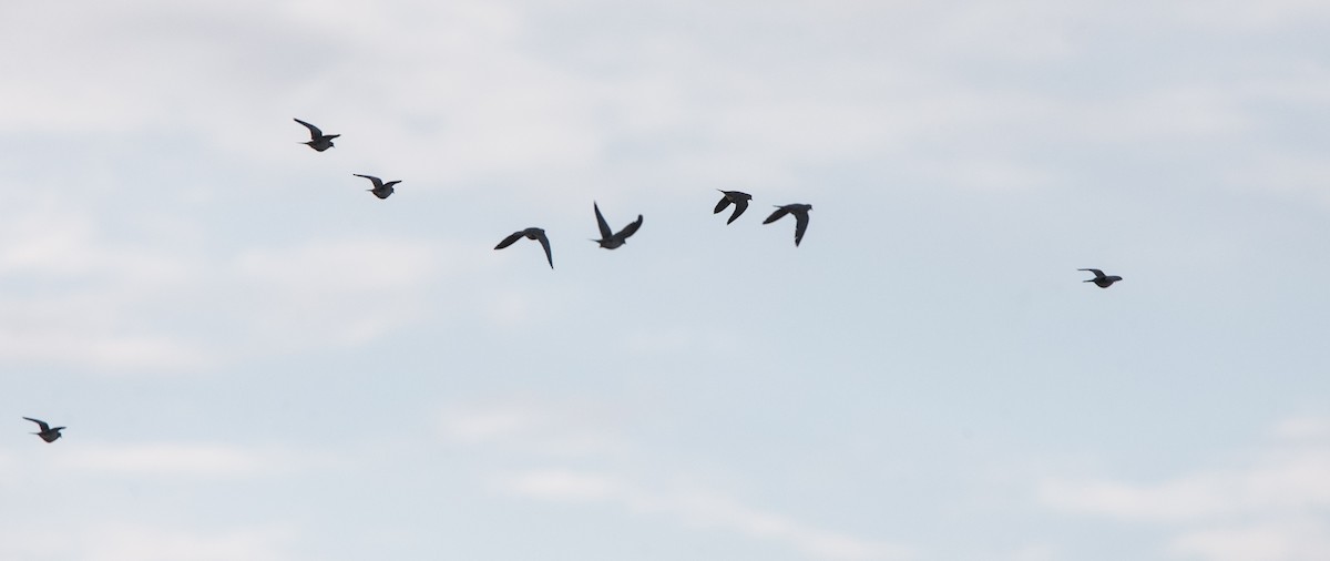 Mourning Dove - Brandon Holden