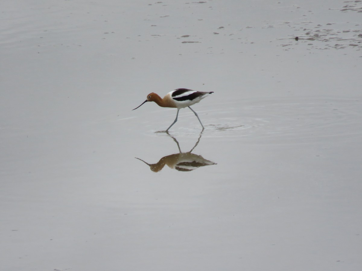 American Avocet - ML152892311