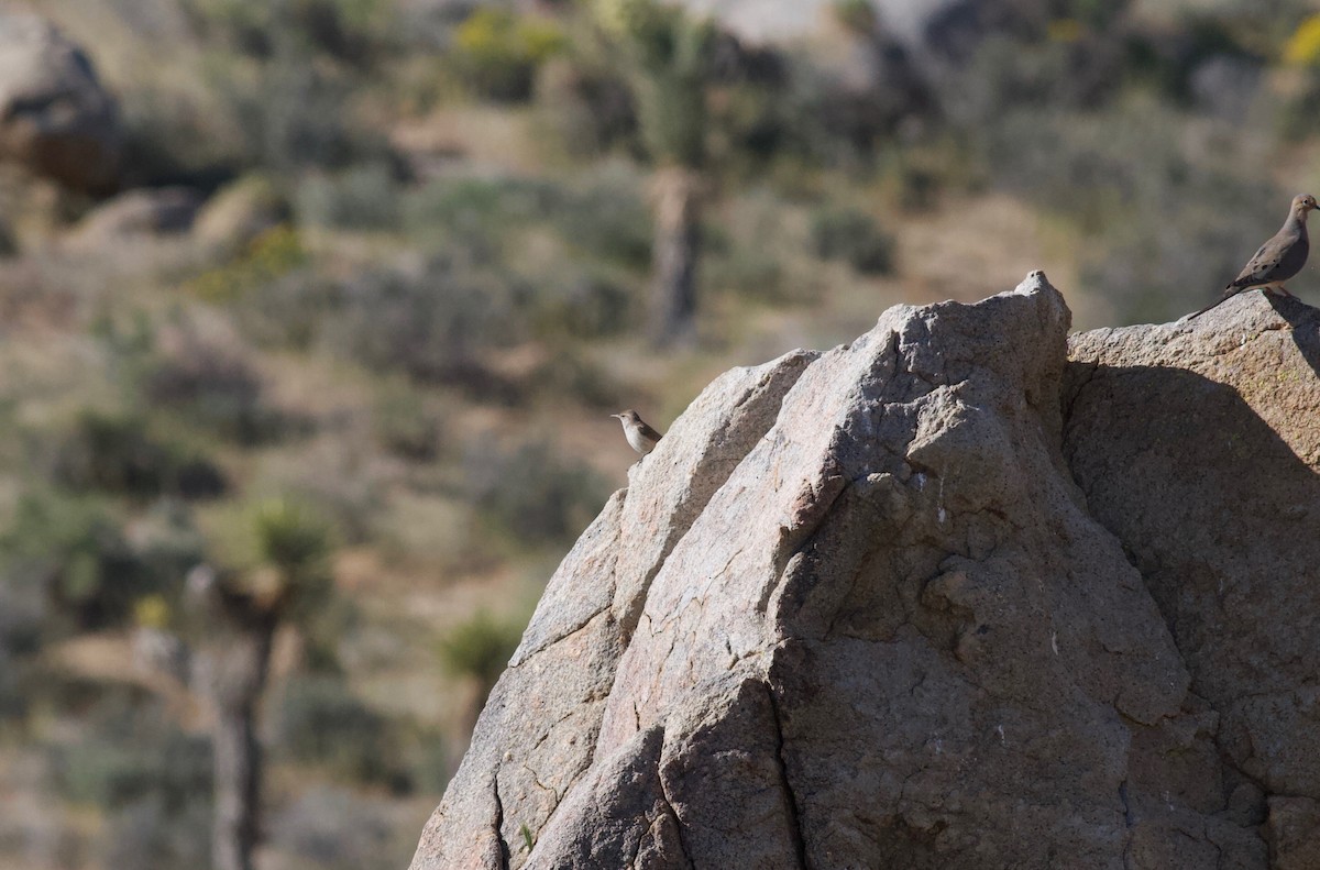 Rock Wren - ML152892891