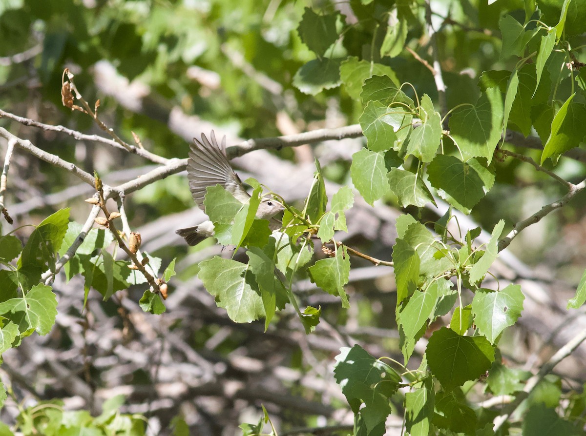 Warbling Vireo - Ryan Terrill