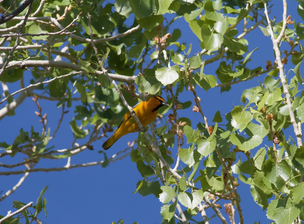 Bullock's Oriole - ML152893061