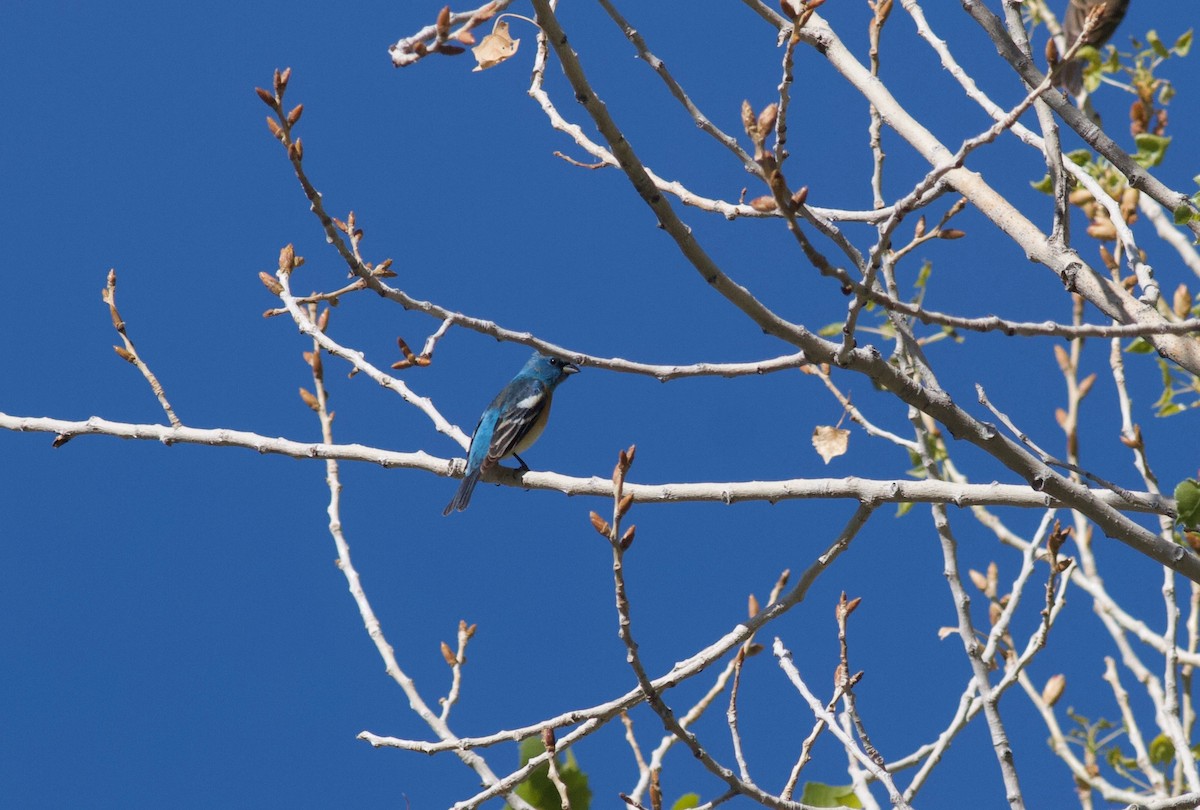 Lazuli Bunting - Ryan Terrill
