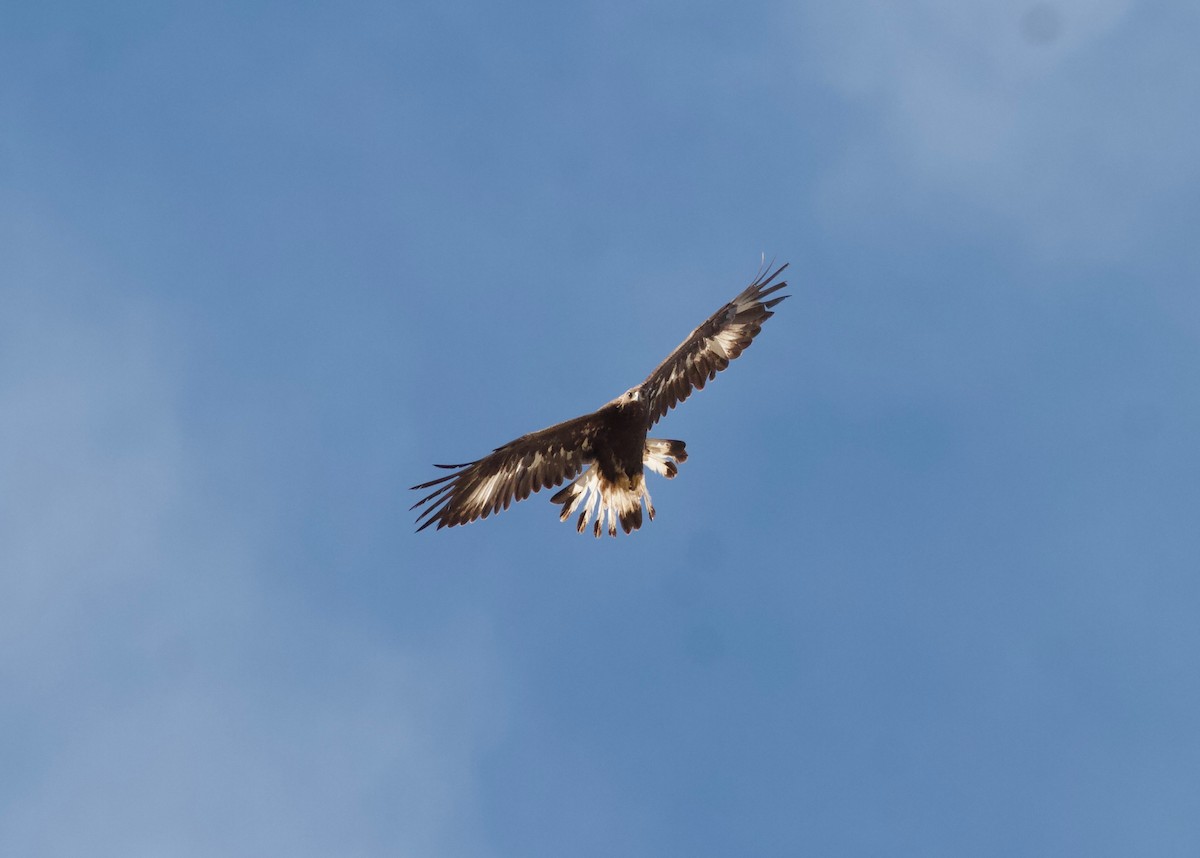 Águila Real - ML152893351