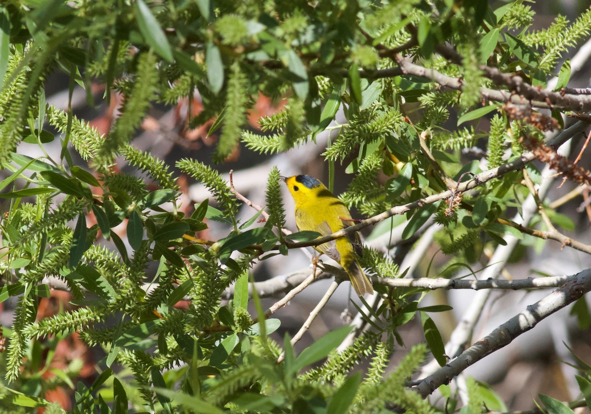 Wilson's Warbler - ML152893591