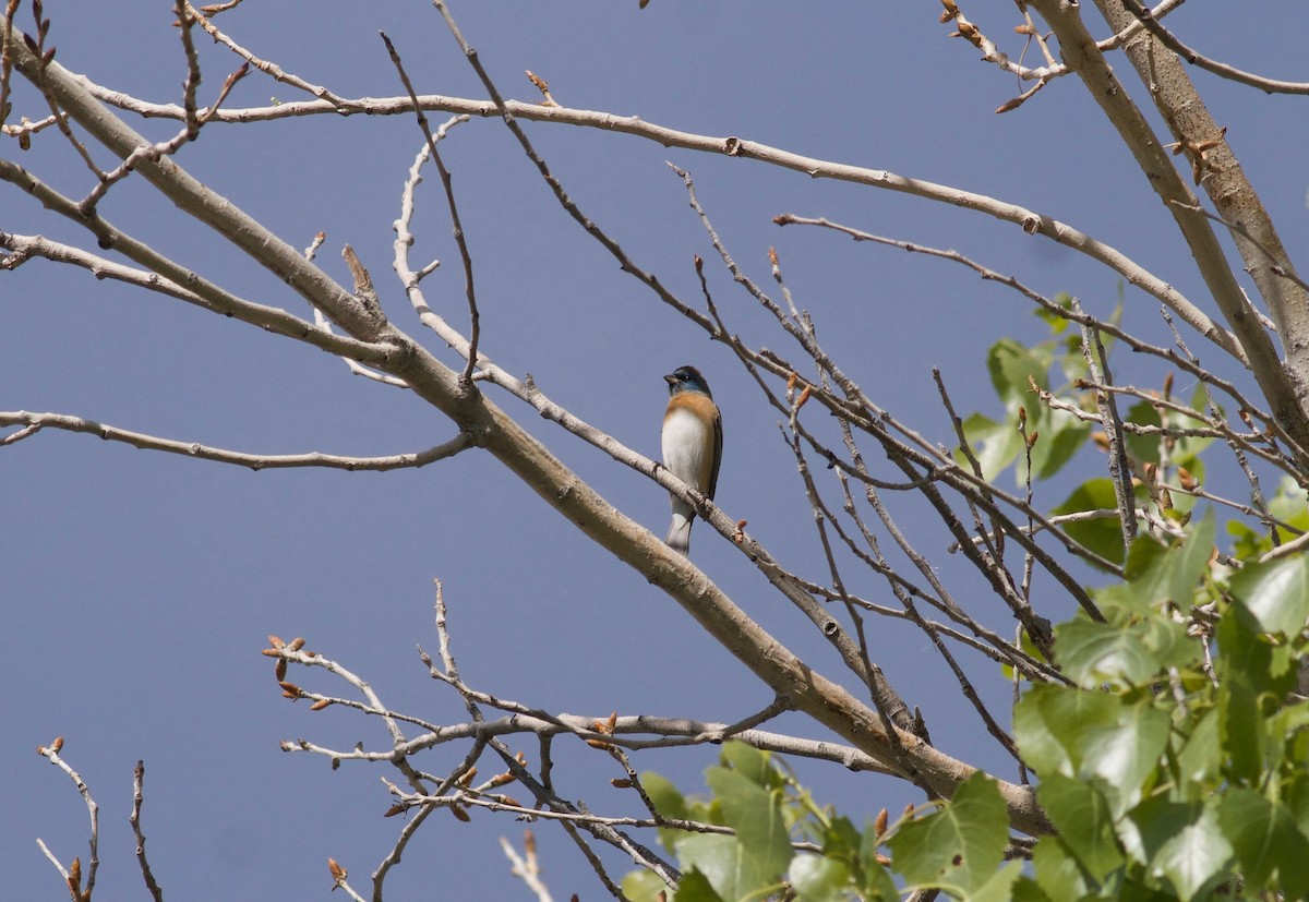 Lazuli Bunting - Ryan Terrill