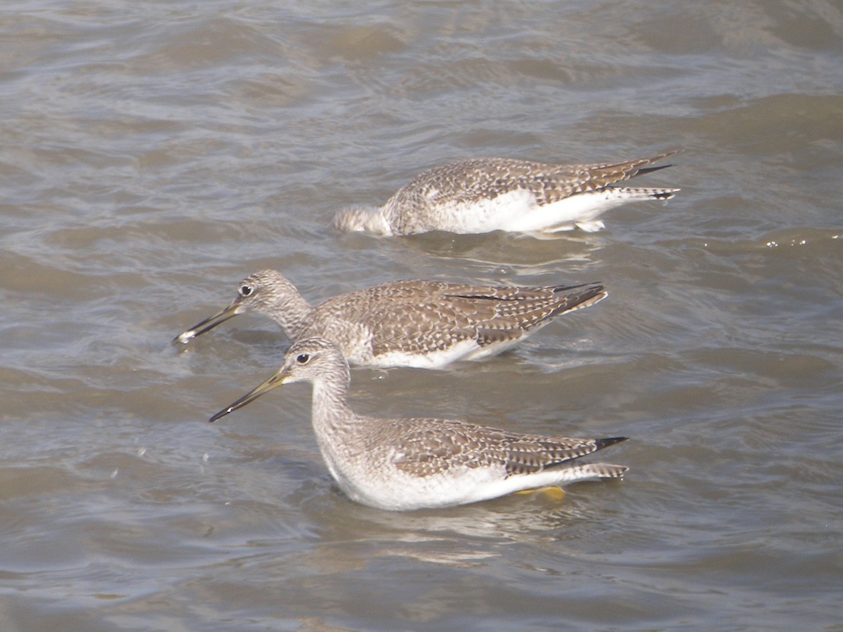 Greater Yellowlegs - ML152895211