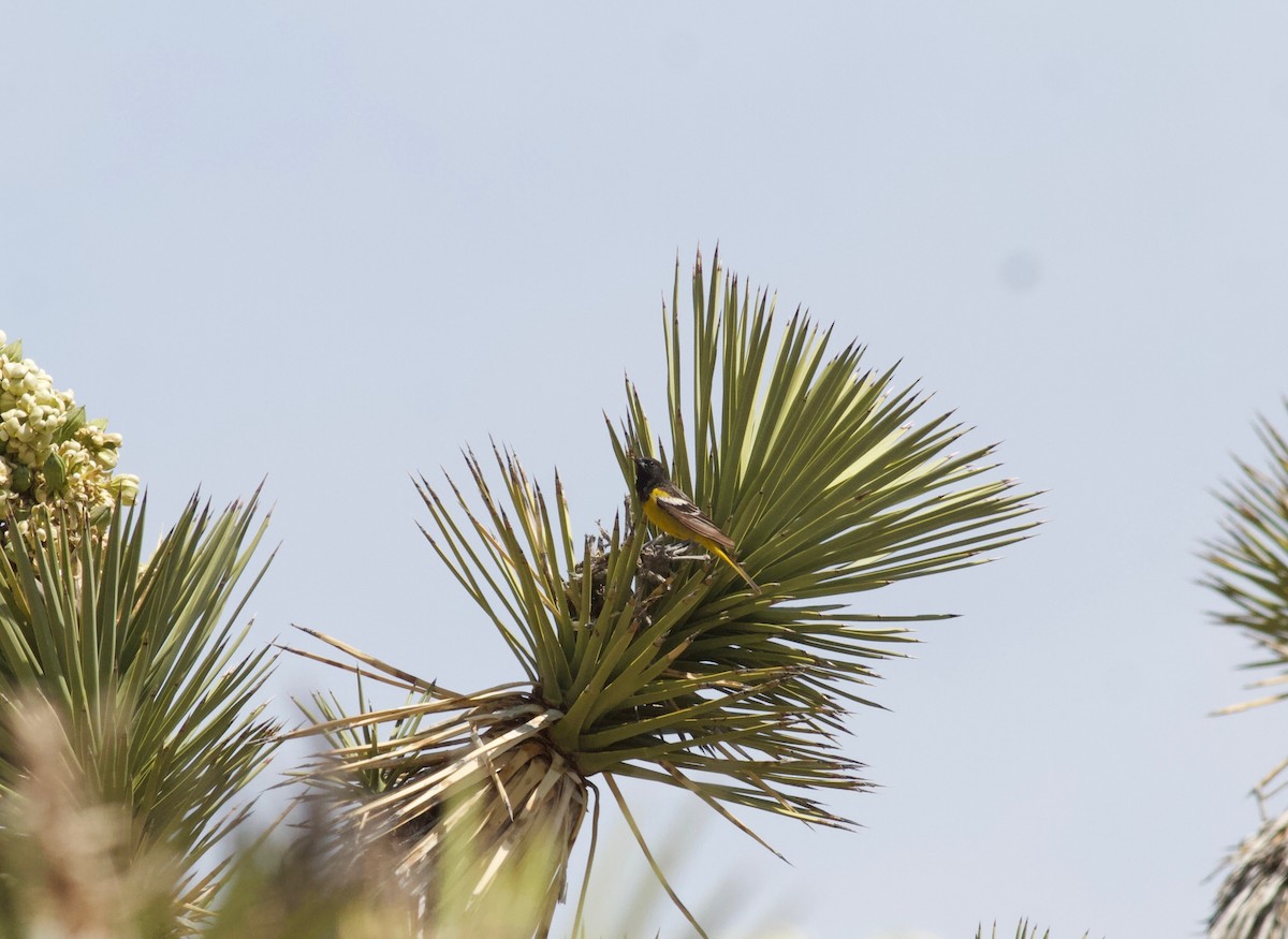 Oriole jaune-verdâtre - ML152895451