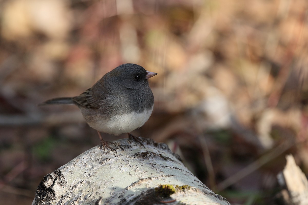 Dark-eyed Junco (Slate-colored) - ML152895481