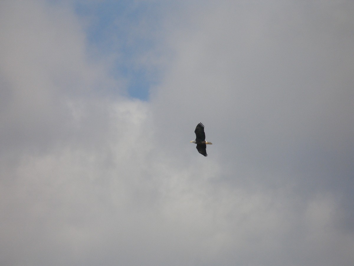 Bald Eagle - Mike Grant