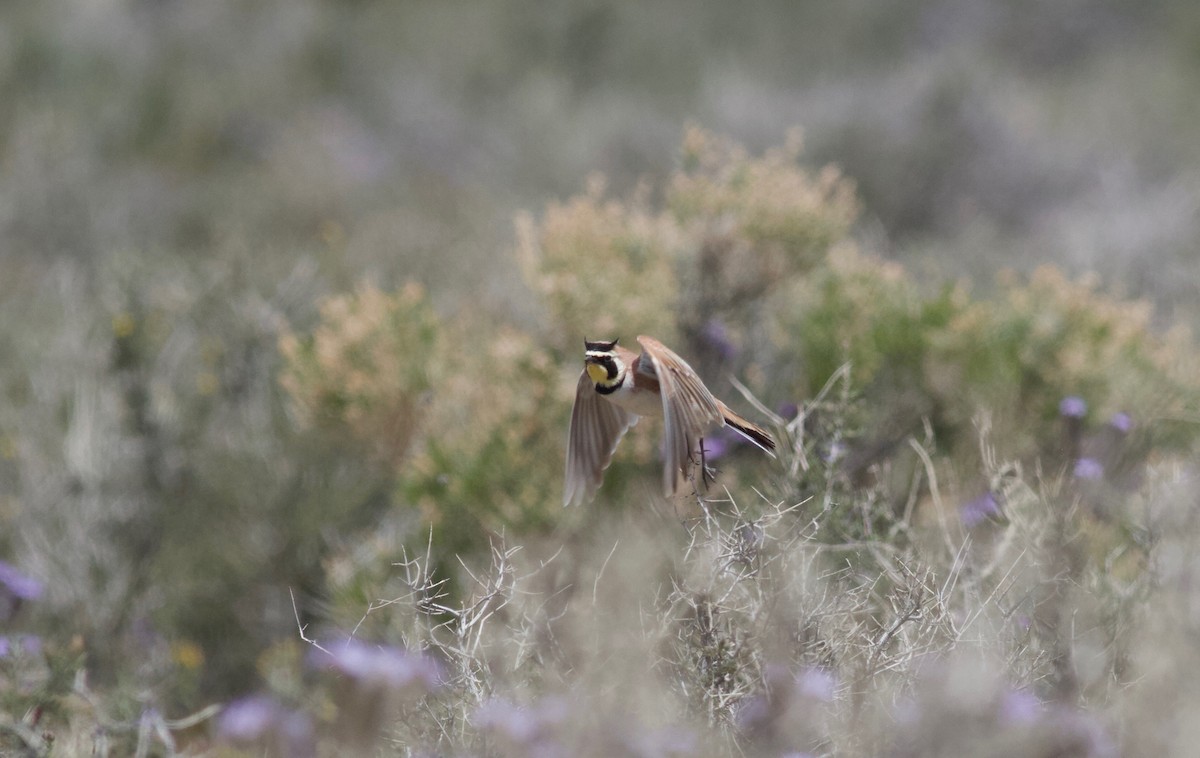 Horned Lark - ML152895861