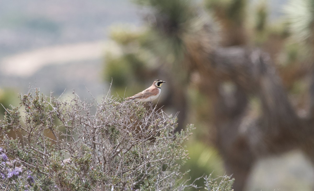 Horned Lark - ML152895921