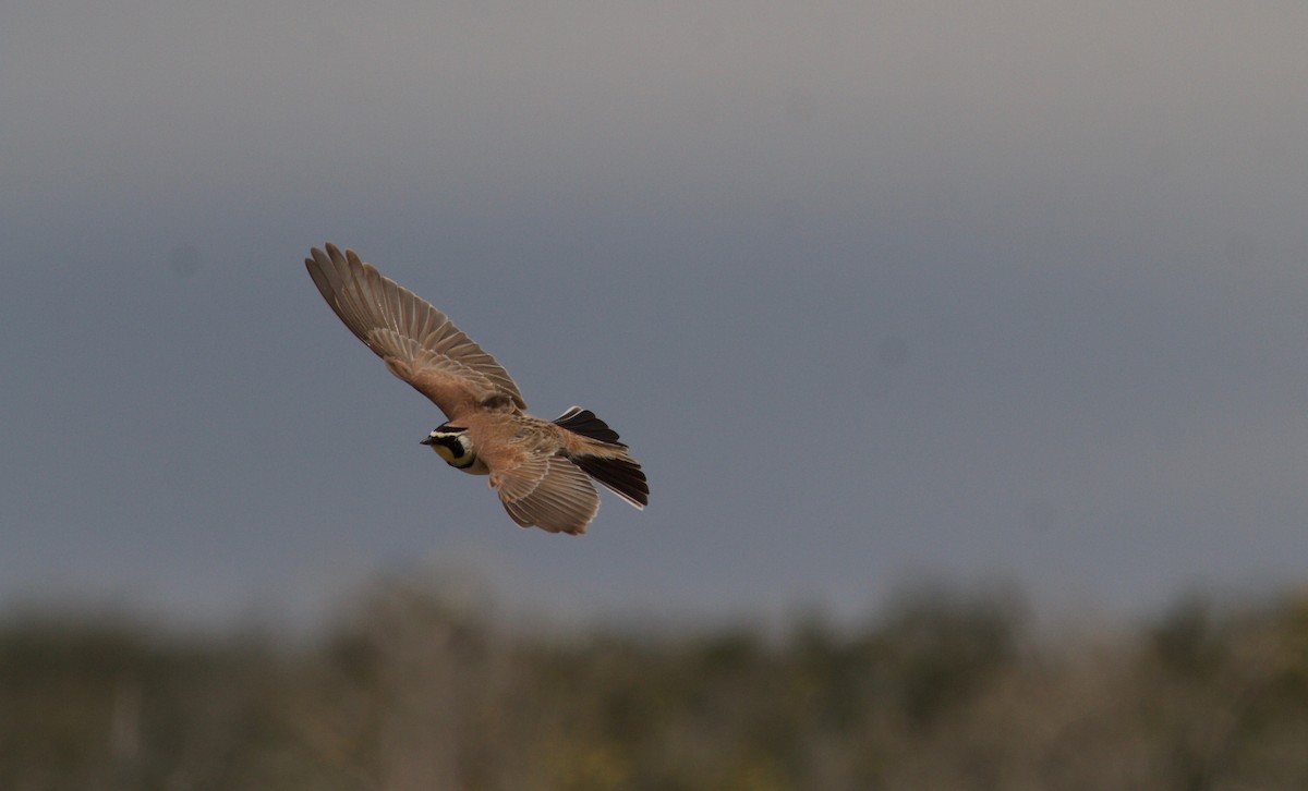 Horned Lark - ML152895941