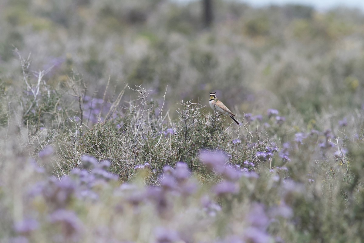 Horned Lark - ML152896011