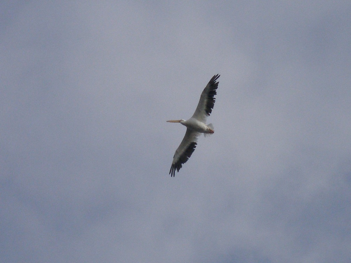 American White Pelican - ML152896031