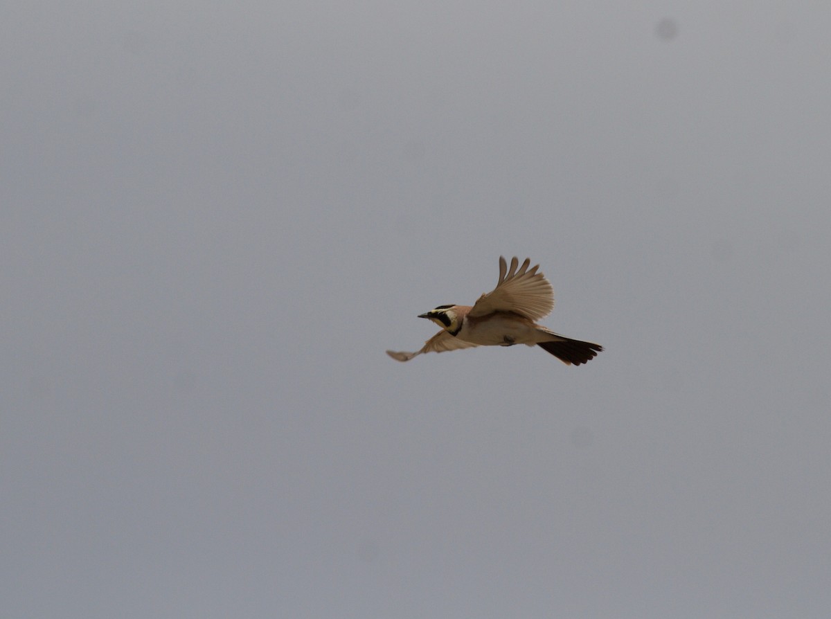 Horned Lark - ML152896071